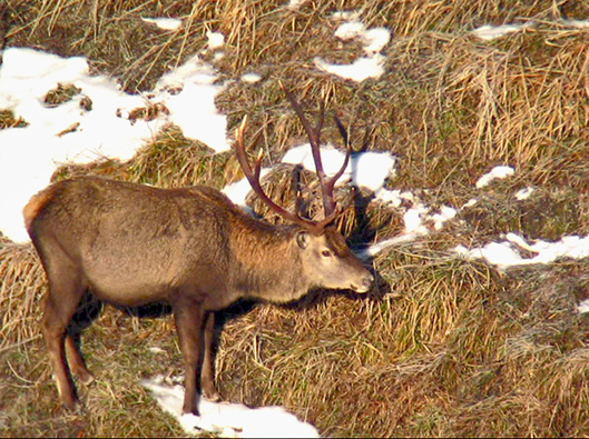 PASSIONE PER IL CERVO